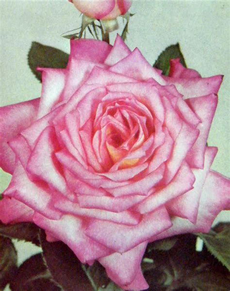 Tea Rose Official Flower Of Alpha Kappa Alpha Sorority Inc Alpha