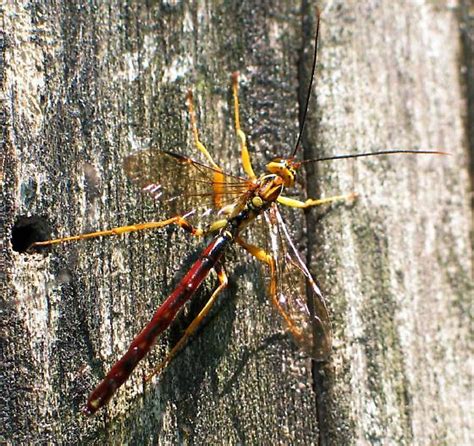 Large Ichneumonoid Wasp Megarhyssa Atrata Bugguidenet