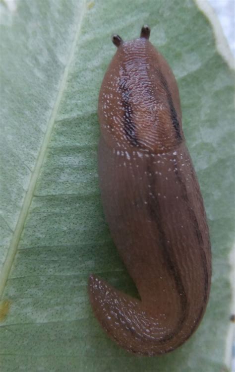 The str_slug function generates a url friendly slug from the given string: Greenhouse Slug | NatureSpot