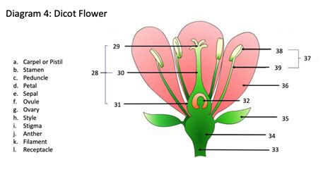 Dicot Flower 2 Diagram Quizlet