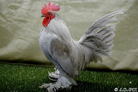 Check spelling or type a new query. anizam agrofarm: Booted Bantam Chicken