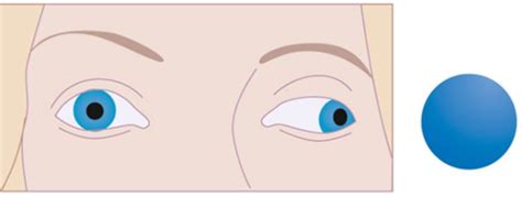 Extraocular Eye Muscles Flashcards Quizlet