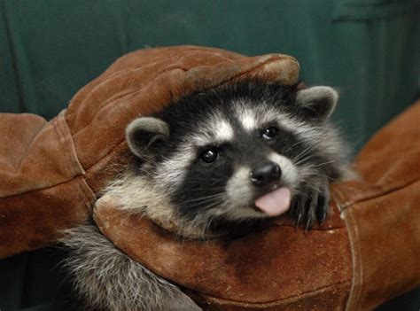 Raccoons Can Be Cute But A Fierce Pest Monterey Herald