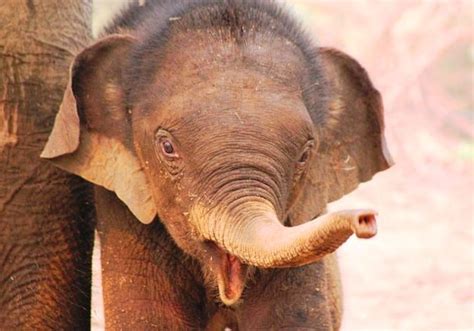 25 Cutest Baby Elephants