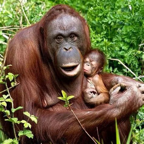Orangutans ~ Such A Tiny Baby With Mum Primates Baby Orangutan