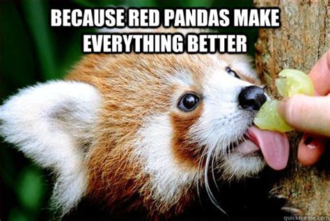 Red Panda Says Happy Birthday Tete Misc Quickmeme