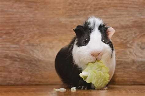 10 Reasons Why Guinea Pigs Make The Perfect Pet αρχική σελίδα