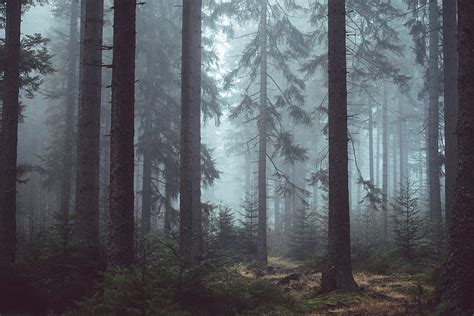 Dark Forest Trees Foggy Mist Haze Nature Hd Wallpaper Peakpx
