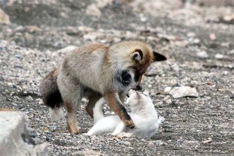Wild Cat And Fox Are Best Friends Summeranne