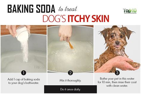 27 Droll Dog Itching Natural Remedies Picture Ukbleumoonproductions