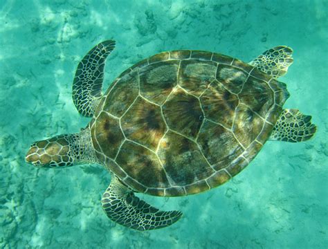 Atlantic Green Sea Turtle Life List Blog Posts