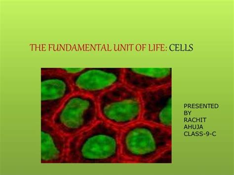 Fundamental Unit Of Life Cell