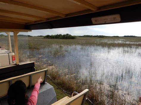 Shark Valley Tram Tour In The Everglades Globetrotter Avenue