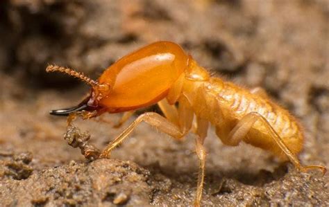 Blog What Are Subterranean Termites And How Do I Prevent Them In