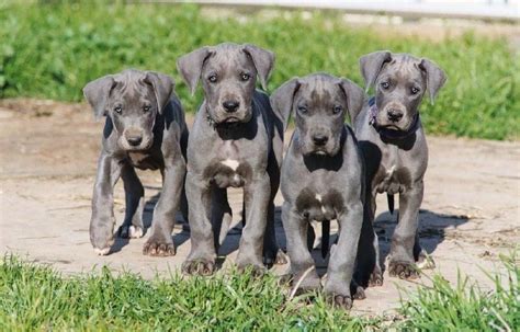 Great Danes The Breed Guide The Happy