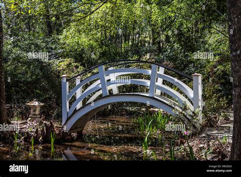 White Walking Bridge At The Magnolia Plantation Forest Canopy Formal