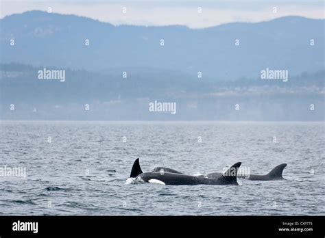 Transient Pod Of Orca Killer Whale In Juan De Fuca Strait Victoria