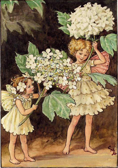 The Guelder Rose Fairies Flower Fairies