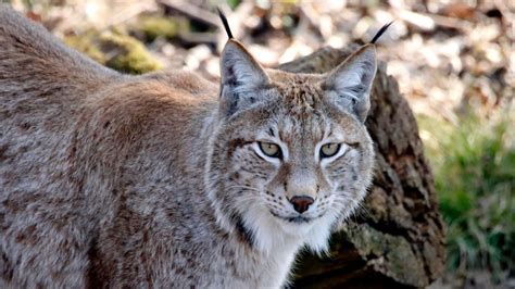 Le lynx boréal en France une espèce sous haute surveillance