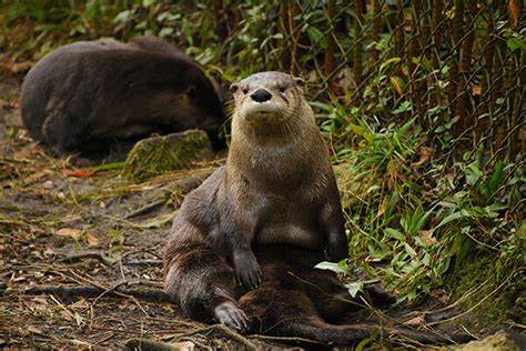 Otter You Sit Like A Grizzly Bear — The Daily Otter
