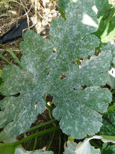 They can also resemble mildew, which is the early stages of mold. Squash: Powdery mildew | Read: www.ctahr.hawaii.edu/oc ...