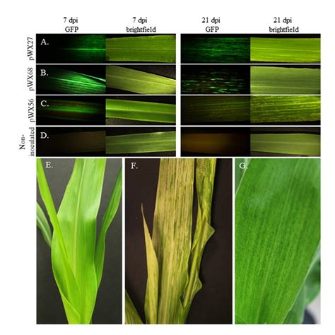 Pdf Simultaneous Gene Expression And Multi Gene Silencing In Zea Mays