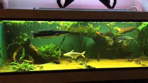1300 Predator Monster Fish Tank Youtube