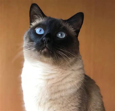 Pics That Prove Siamese Cats Are The Most Mysterious Cats Ever The