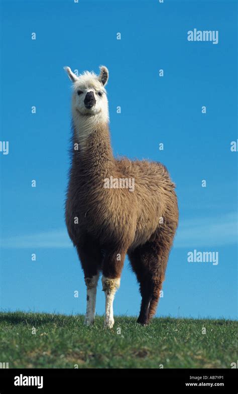 Llama Lama Glama Stock Photo Alamy