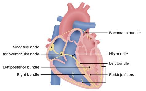 Cardiovascular Pathology Basic Principles Online Medical Course With