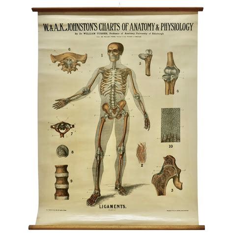 Large University Anatomical Chart “organs Of Sense And Voice” By Turner