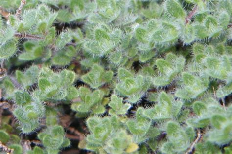Thymus Pseudolanuginosus Woolly Thyme Closeup Wooly Thyme Getting Rid Of Slugs Pleasant Hill
