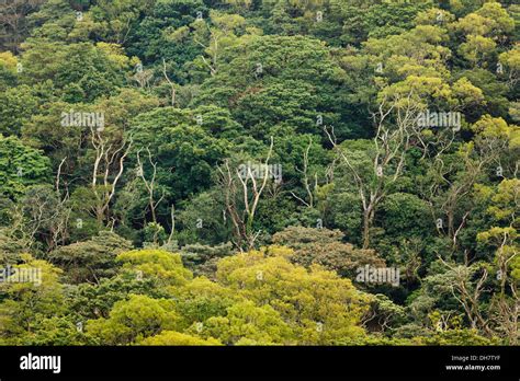 Rainforest Canopy Hi Res Stock Photography And Images Alamy