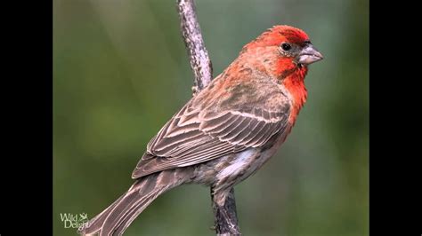 Red House Finch Song Bird Singing Youtube