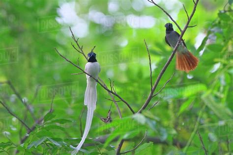 Asian Paradise Flycatcher Terpsiphone Paradisi Pair Perched On Branch