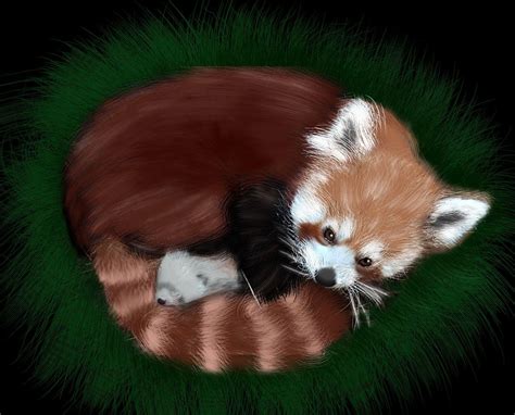 Please Follow Iloveredpandas A Red Panda I Drew Redpanda Panda