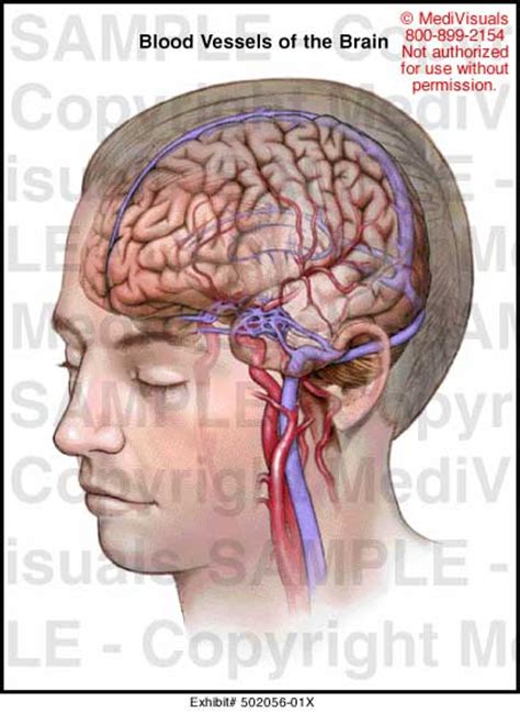 Blood Vessels Of The Brain Medical Illustration Medivisuals