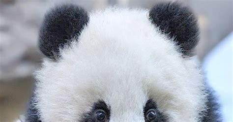 5 Month Old Panda Cub By Josef Gelernter Favorite Photoz