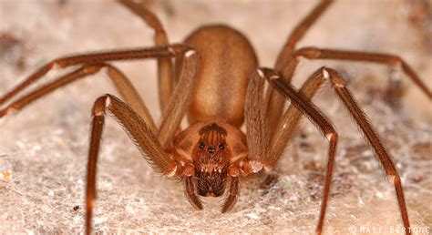 Common Types Of House Spiders Deal With Pests