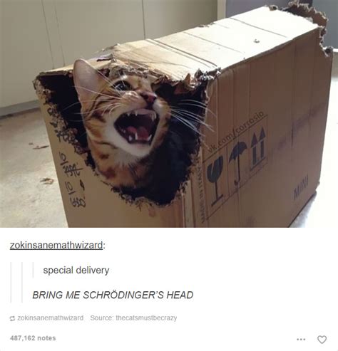 20 cat posts on tumblr that are impossible not to laugh at bored panda