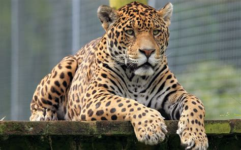 Download Animal Jaguar Hd Wallpaper