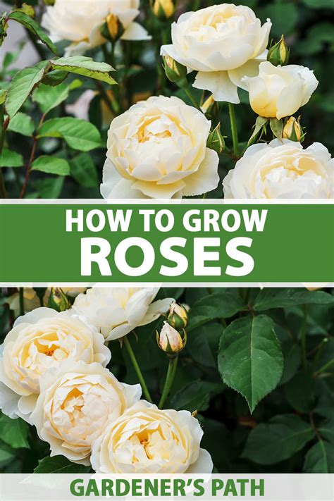 When To Plant Roses In So Oregon