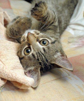 If you are looking for a particular personality in a cat, you might want to post a question about what breed of cat would have what you are looking for. Tabby Cat Personality and Behavior (Tilly is a Mackerel ...