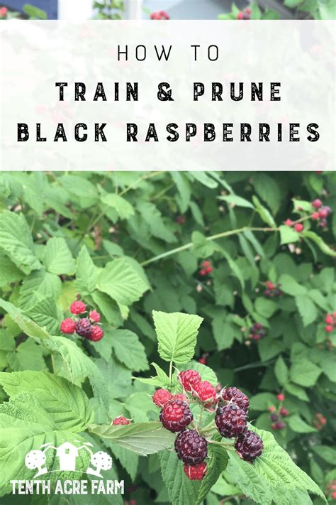How To Train And Prune Black Raspberries Tenth Acre Farm