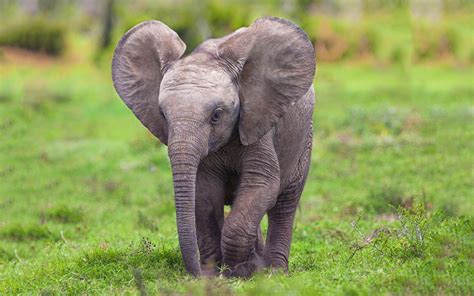 Elephant Baby Id 20385 Cute Baby Elephant Elephant