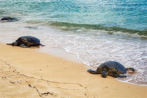 Premium Photo Close View Of Sea Turtles Resting On Laniakea Beach On