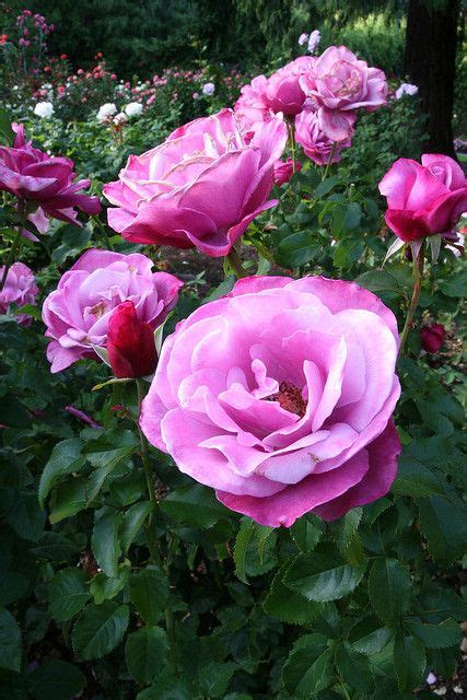 Barbra Streisand Hybrid Tea Rose Hybrid Tea Roses Rose Purple Roses