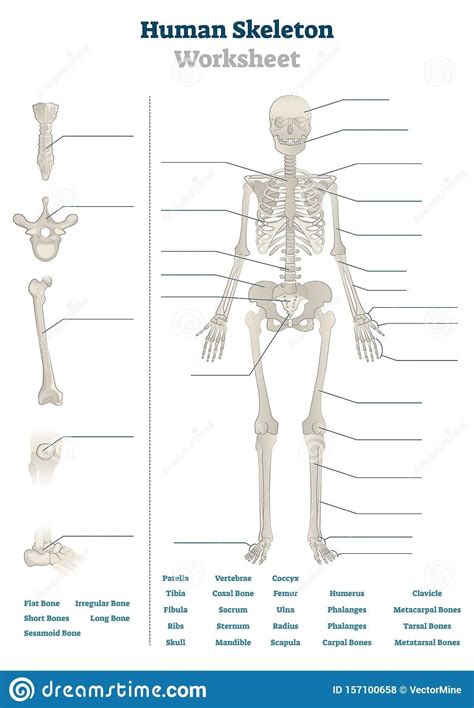 Structure Of Bones Worksheet