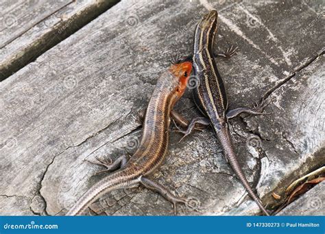 A Pair Of Southeastern Five Lined Skinks Plestiodon Inexpectatus Stock