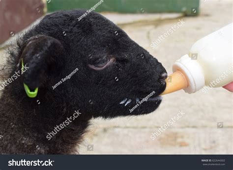 Bottle Feeding Lamb Stock Photo Edit Now 622644302